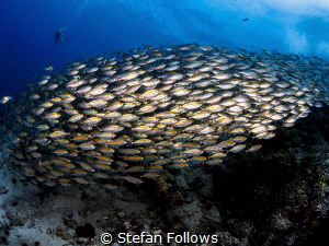 Width, Breadth & Depth. Oxeye Scad - Selar boops. Sail Ro... by Stefan Follows 